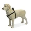 Beeztees Hondentuig Mac Leather 50-75cm Zwart -Honden Benodigdheden Winkel 38635