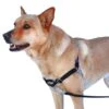 PetSafe Anti-Trek Hondentuig Easy Walk ® Zwart -Honden Benodigdheden Winkel file 133
