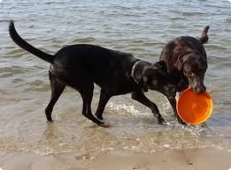 Zogoflex Zisc Flying Disc - Large - Orange 3 Zogoflex Zisc Flying Disc - Large - Orange