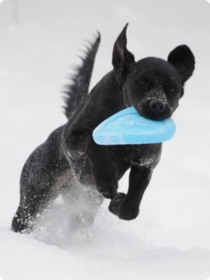 Zogoflex Zisc Flying Disc - Small - Aqua 4 Zogoflex Zisc Flying Disc - Small - Aqua - Afbeelding 2