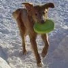 Zogoflex Zisc Flying Disc - Small - Lime -Honden Benodigdheden Winkel file 303