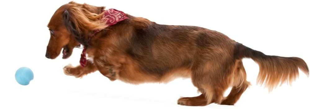 Zogoflex Jive - Large - Aqua 3 Zogoflex Jive - Large - Aqua