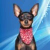 Cooling Pet Bandana Red Western 1 Cooling Pet Bandana Red Western -Honden Benodigdheden Winkel file 373