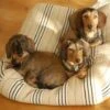 Hondenbed Country Field Streep Small -Honden Benodigdheden Winkel file 53