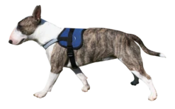 Cooling Survival Harnass Pacific Blue -Honden Benodigdheden Winkel file 6