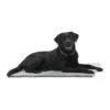 Kruuse Anti-Slip Vetbed - 71 X 61 Cm -Honden Benodigdheden Winkel kruuse anti slip vetbed 71 x 61 cm 60423 0300 none