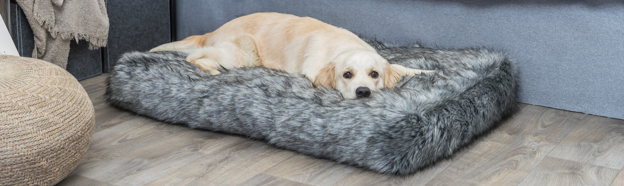 Honden Benodigdheden Winkel -Honden Benodigdheden Winkel 1