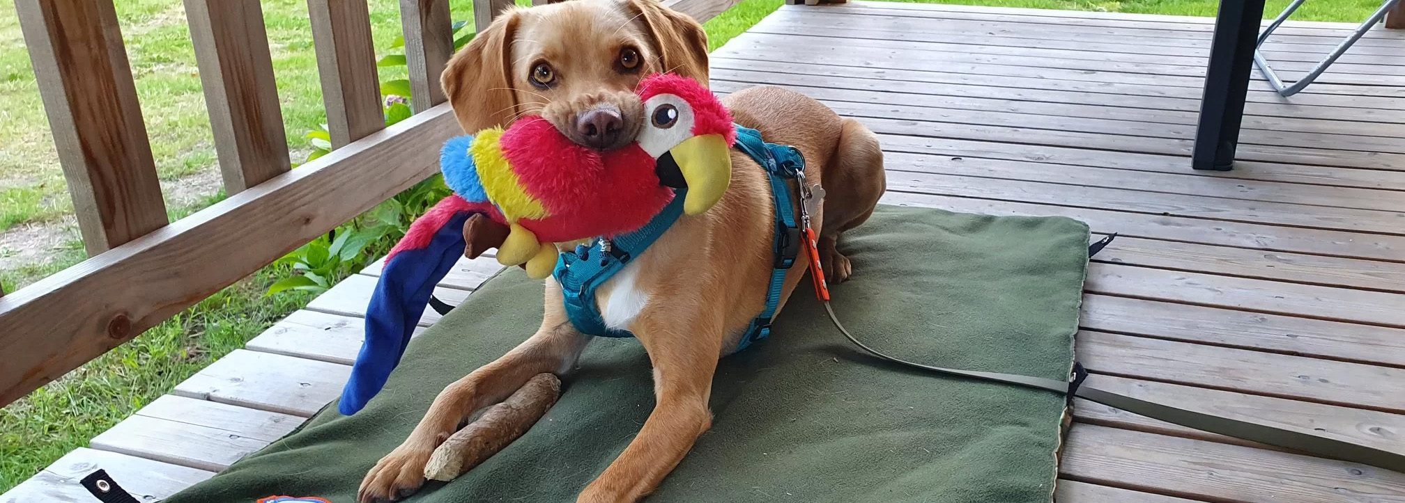 Honden Benodigdheden Winkel -Honden Benodigdheden Winkel 2